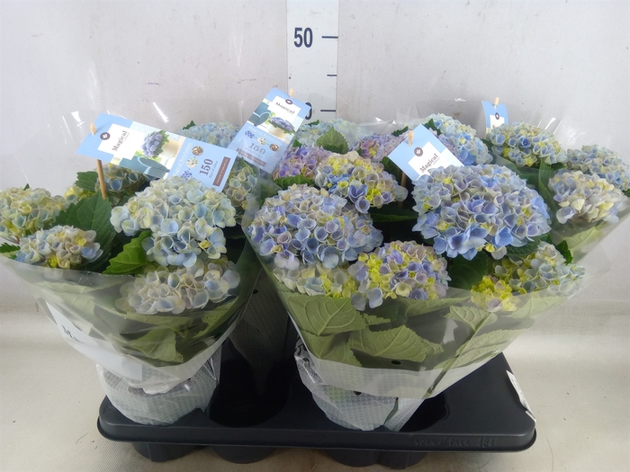 <h4>Hydrangea mac. 'Magical Revolution'</h4>
