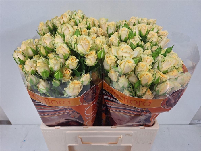 <h4>R TR SALINERO</h4>