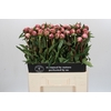 Paeonia Sarah Bernhardt