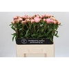 Paeonia Angel Cheeks