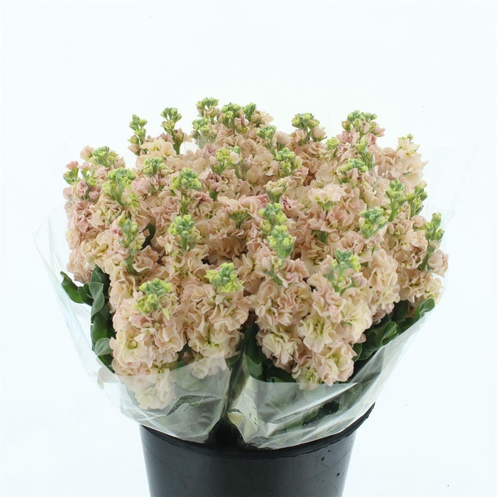 <h4>Matth Incana Iron Apricot Extra</h4>