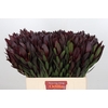 Leucadendron Saf Sunset Dark R.