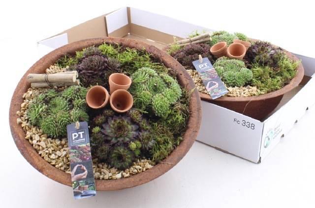 <h4>ARR SEMPERVIVUM</h4>