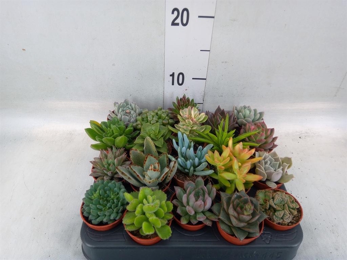 <h4>Succulents   ...</h4>