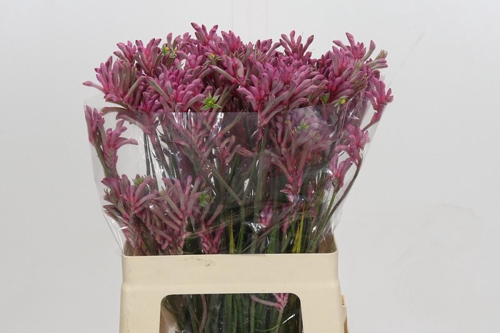 <h4>Anigozanthos Mini Pearl</h4>