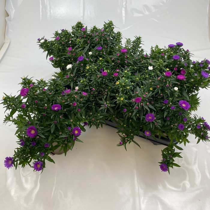 <h4>ASTER M LADY GEM POT</h4>