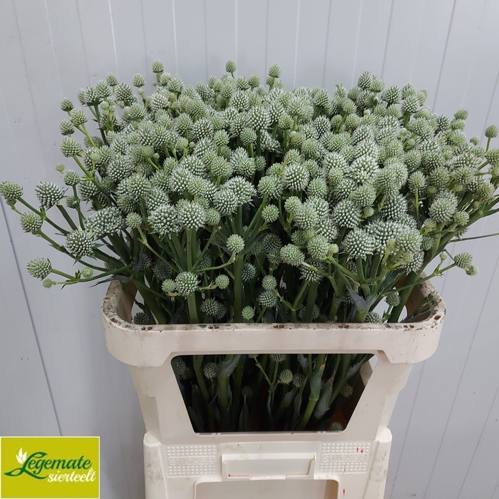 <h4>Eryngium Yu Mag Silver Globe Legemate</h4>
