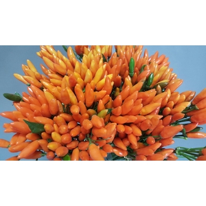 Capsicum Fire Orange
