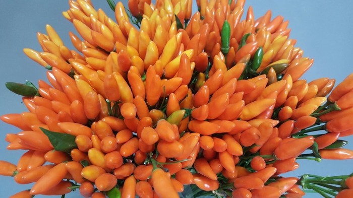 Capsicum Fire Orange