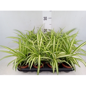 Chlorophytum com. 'Variegatum'