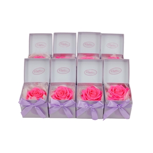 ARR ROSA POT H%