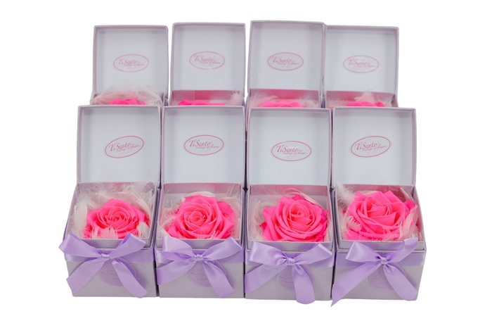 <h4>ARR ROSA POT H%</h4>