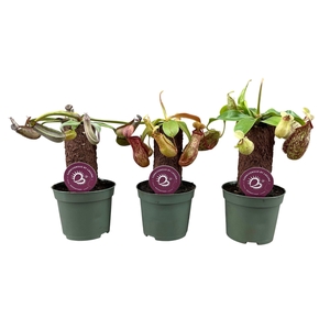 Nepenthes mix op stam 8,5 cm