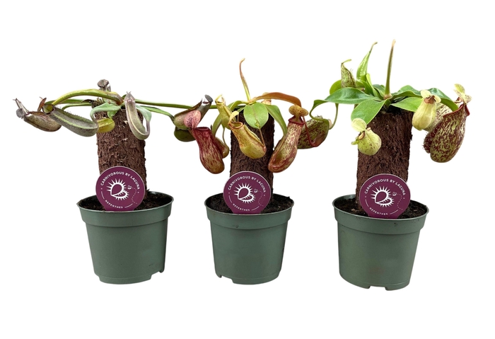 <h4>Nepenthes mix op stam 8,5 cm</h4>
