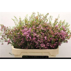 Chame Un Purple Pride