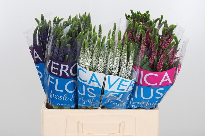 <h4>Veron Smart Gem</h4>