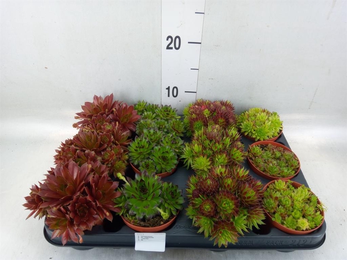 <h4>Succulents   ...</h4>