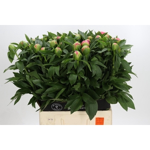 Paenia Pink Hawaiian Coral