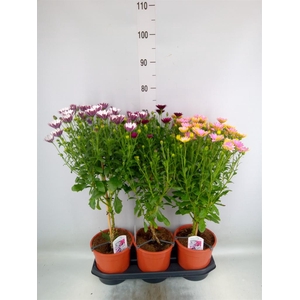 Osteospermum   ...mix