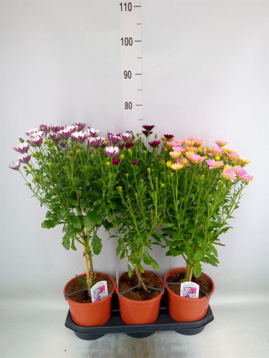 <h4>Osteospermum   ...mix</h4>