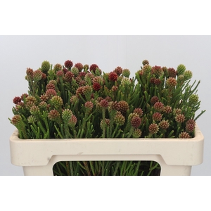 Kaaps Groen Brunia Fragarioides (Clusterstar)