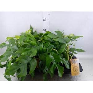 Monstera   ...