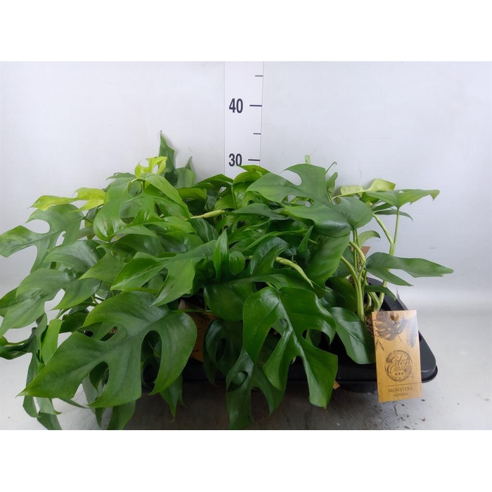 <h4>Monstera   ...</h4>