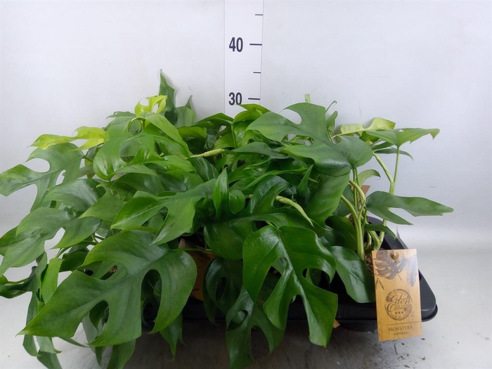 <h4>Monstera   ...</h4>