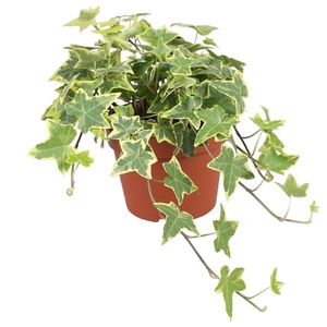 Hedera helix Gold Child