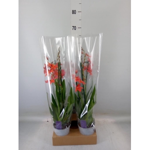 Burrageara  'Nelly Isler'