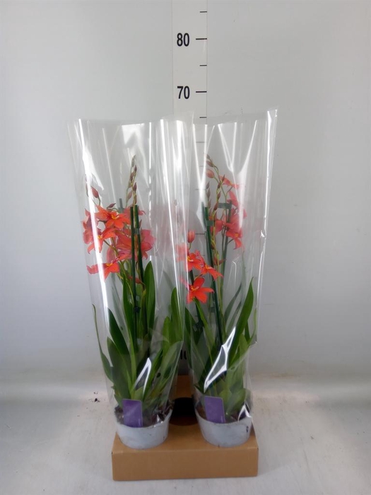 <h4>Burrageara 'Nelly Isler'</h4>