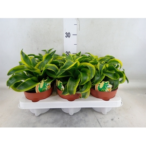 Dracaena frag. 'Tornado'