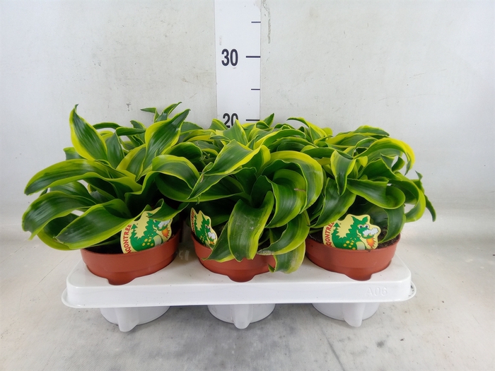 <h4>Dracaena frag. 'Tornado'</h4>