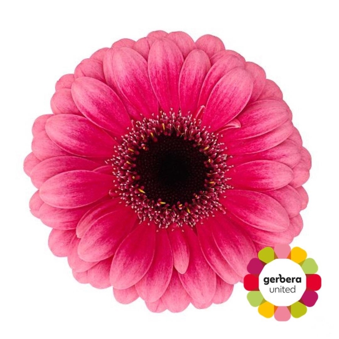 <h4>Germini Amelie Diamond</h4>