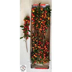 MALUS RED SENTINEL