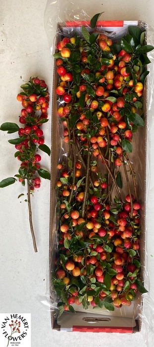 <h4>MALUS RED SENTINEL</h4>