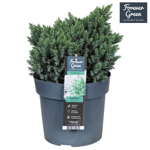 Juniperus squamata 'Blue Star' P19