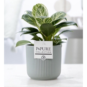 Philodendron White Wave in P&PURE Sophie ceramics green