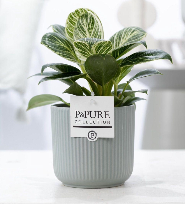 <h4>Philodendron White Wave in P&PURE Sophie ceramics green</h4>