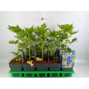 Aconitum carmichaelii