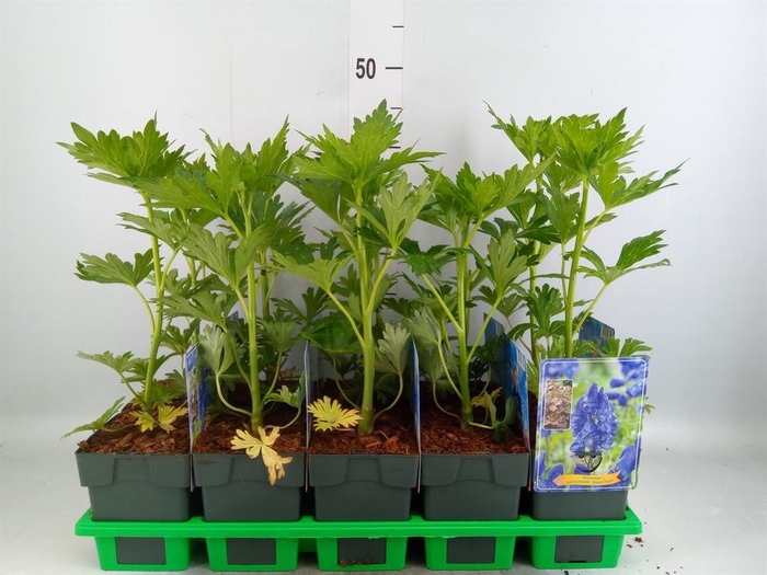 <h4>Aconitum carmichaelii</h4>