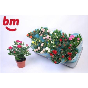 Ro B Monde Gem 7 Srt