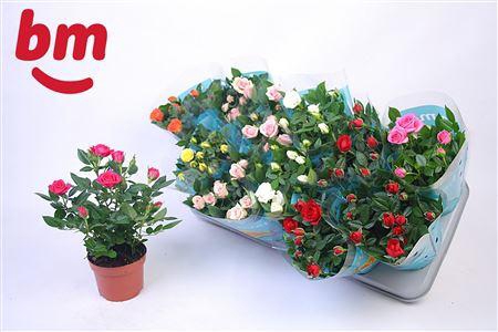<h4>Ro B Monde Gem 7 Srt</h4>