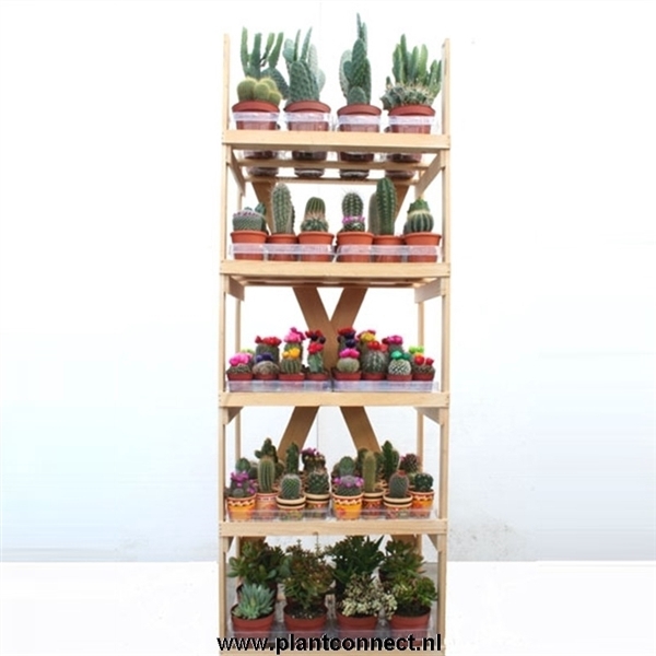 <h4>5001 Cactusrek dubbel wit massief karton</h4>