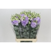 Eustoma Du Celeb Lavander