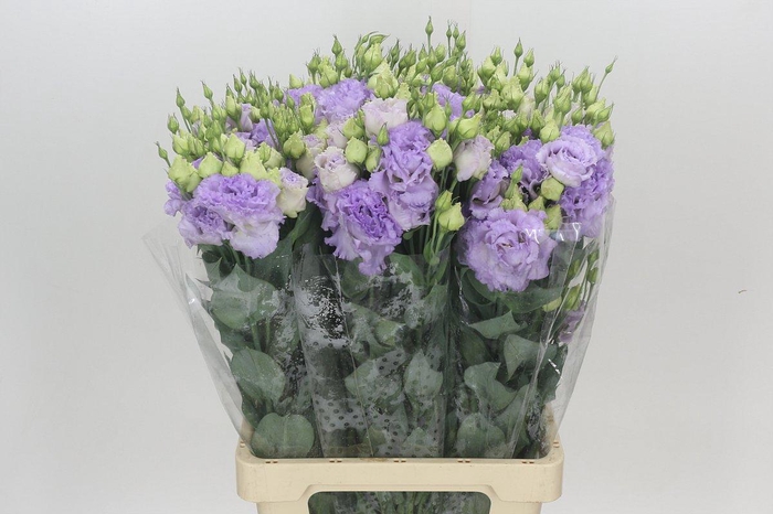 Eustoma Du Celeb Lavander