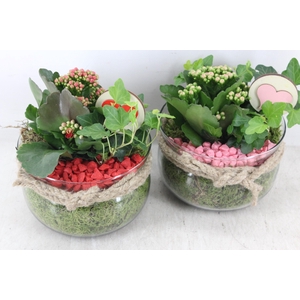 arr2 PL - Glas bose touw x6 - rood/roze