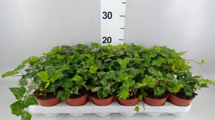 <h4>Hedera   ...variegated</h4>