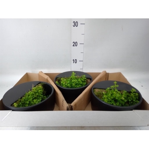 Arr.   Kamerplant Groen L%