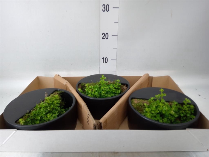 <h4>Arr.   Kamerplant Groen L%</h4>
